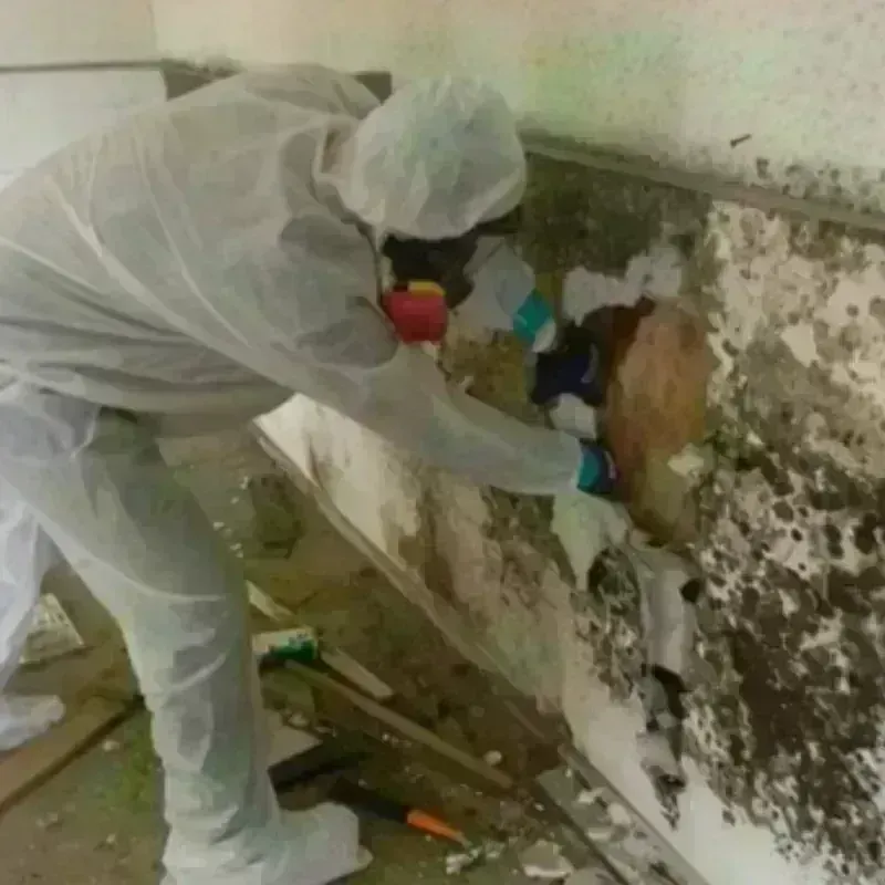 Mold Remediation and Removal in Melville, RI